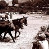z. Labores agrícolas (20)